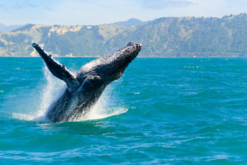 Photo of whale watching on Maui one of the best activities for a warm winter vacation