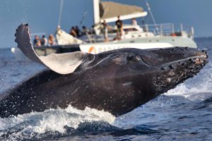 Photo of whale breaching during a tour whale watching in Lahaina