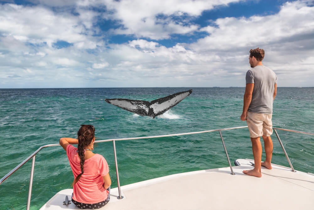 Two people on a whale watching tour during the Maui whale watching season