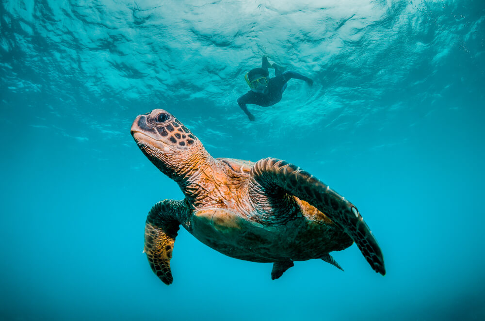 Hawaiian green sea turtle swimming: one of the common Maui wildlife species